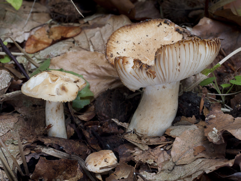 Russula farinipes